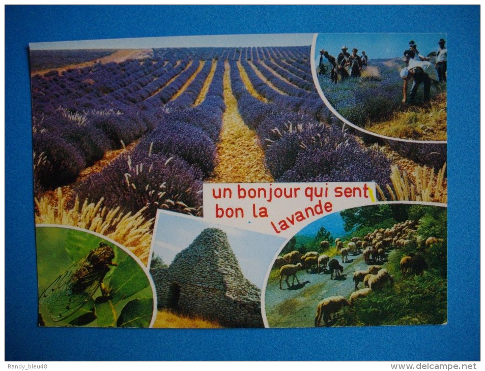 Cpm   PROVENCE  -  Un Bonjour Qui Sent Bien La Lavande  -  Multivues - Heilpflanzen