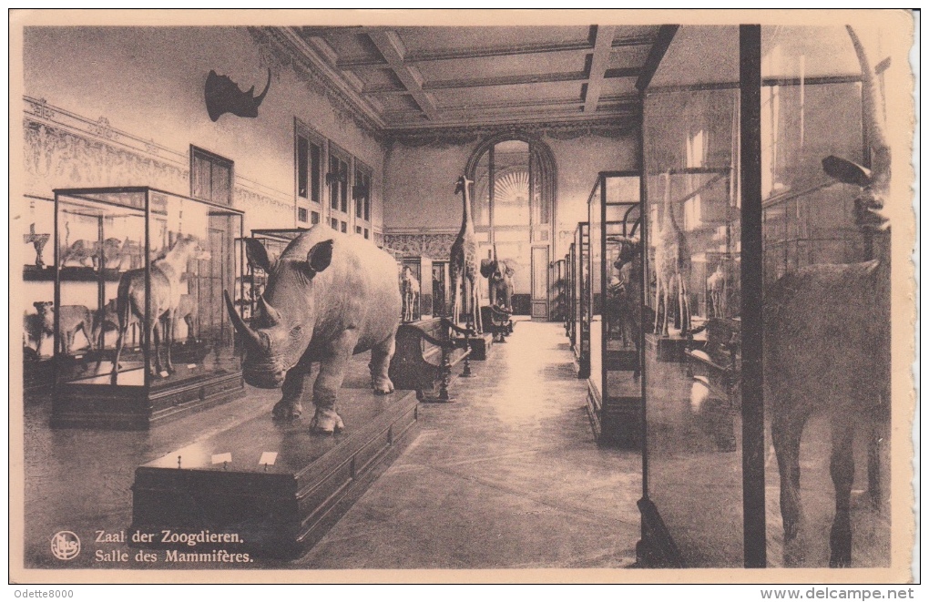 Tervuren   Zaal Der Zoogdieren    Neushoren Giraf Olifant  Koninklijk Museum Congo     Nr 3240 - Tervuren