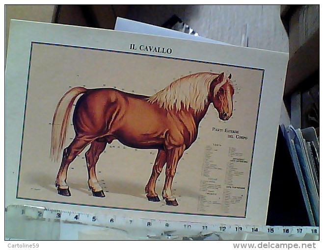 CAVALLO HORSE  ILLUSTRATA PARTI DEL CORPO  BIGLIETTO DITTA FORME PARMA N1980  EW1983 - Cavalli