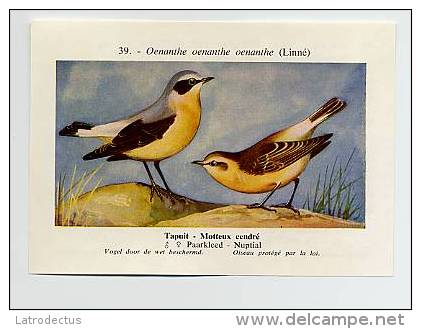 FORT - Vogels / Oiseaux / Birds (1959) - 39 - Oenanthe Oenanthe, Motteux Cendré, Tapuit - Otros & Sin Clasificación