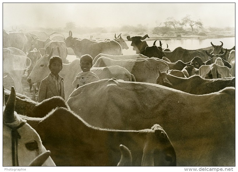 Inde Scène De La Vie Quotidienne Enfants Et Troupeau De Vaches Ancienne Photo 1960 - Other & Unclassified