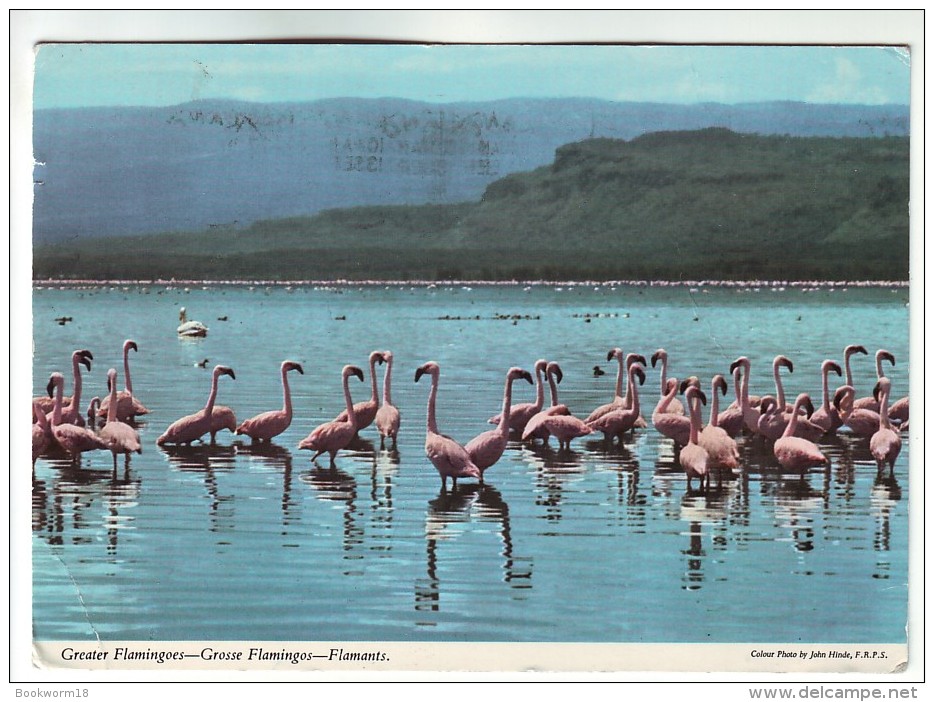 CP336 Greater Flamingoes Flamants Nigeria Nice Stamp Mi 344 Woman Working In Backyard Vegetable Garden - Nigeria