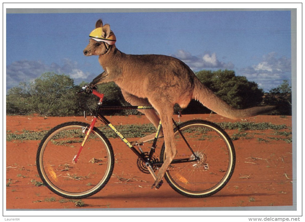 (PH 444) Australia - Cycle- Velo - Bicyclette - Cycling Kangaroo - Altri & Non Classificati