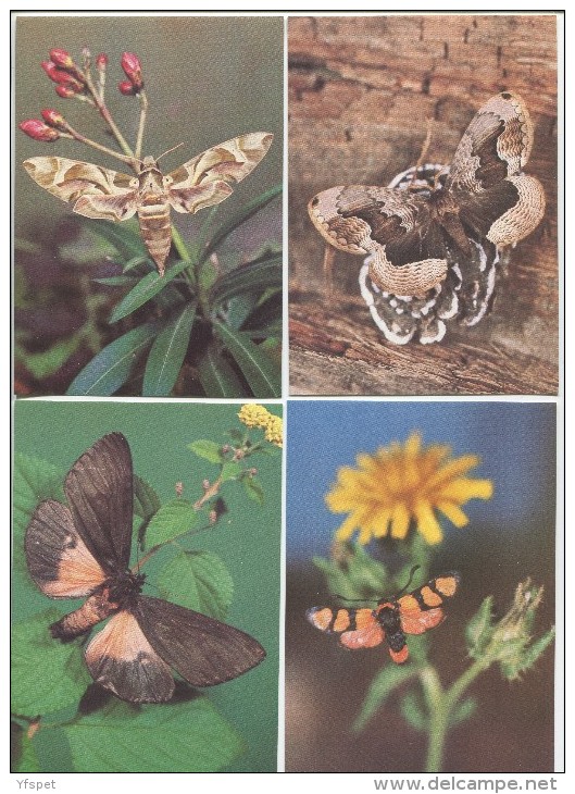 Butterflies - Complete Set Of 18 - Papillons