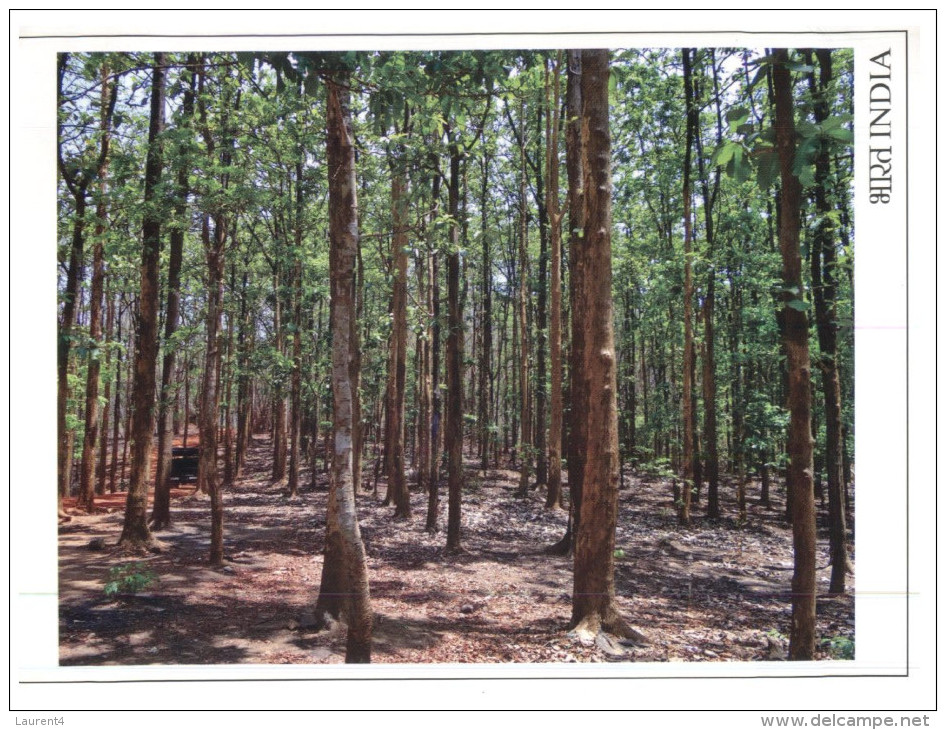 (360) India Teak Forest - Trees