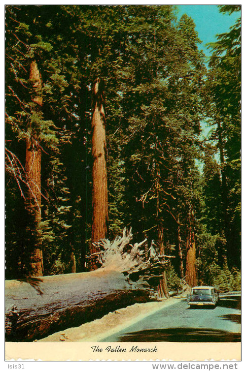 Etats-Unis - Arbres - Voitures - Automobile - California - Yosemite National Park - The Fallen Monarch - état - Yosemite