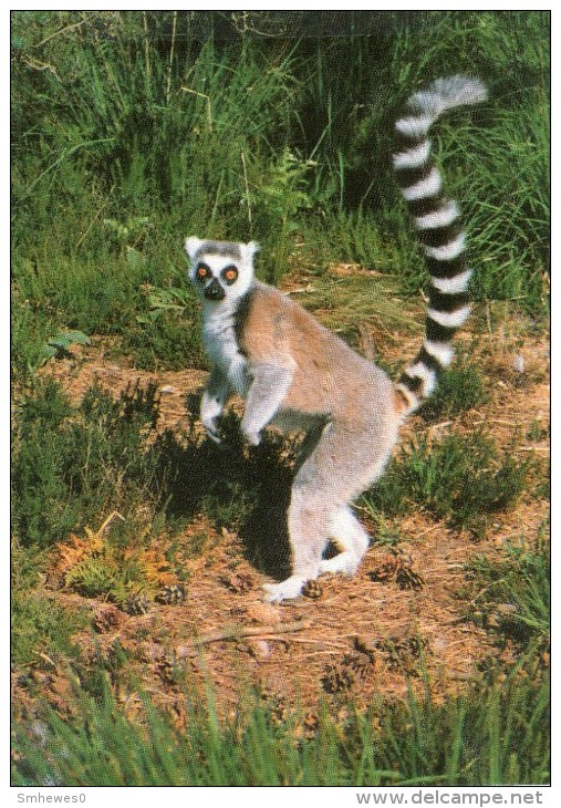 Postcard - Ring-tailed Lemur At Monkey World. 5-02-18-05 - Monkeys