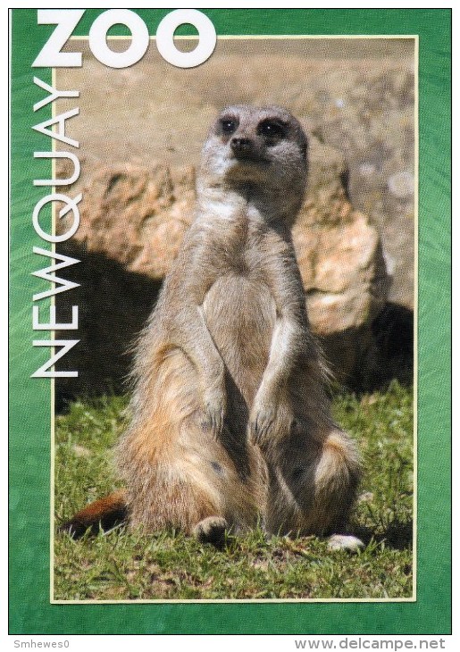 Postcard - Meerkat At Newquay Zoo. C-34346X - Other & Unclassified