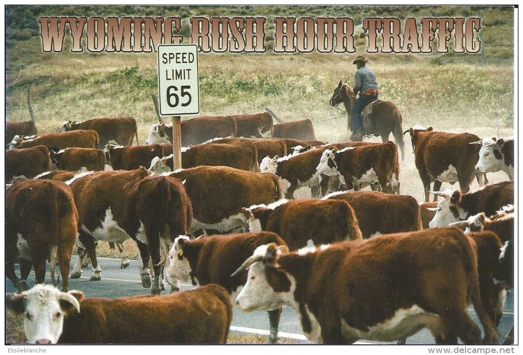 CPM USA, Wyoming, Rush Hour Traffic - Cow -boy, Road - Troupeau Sur La Route - Cody