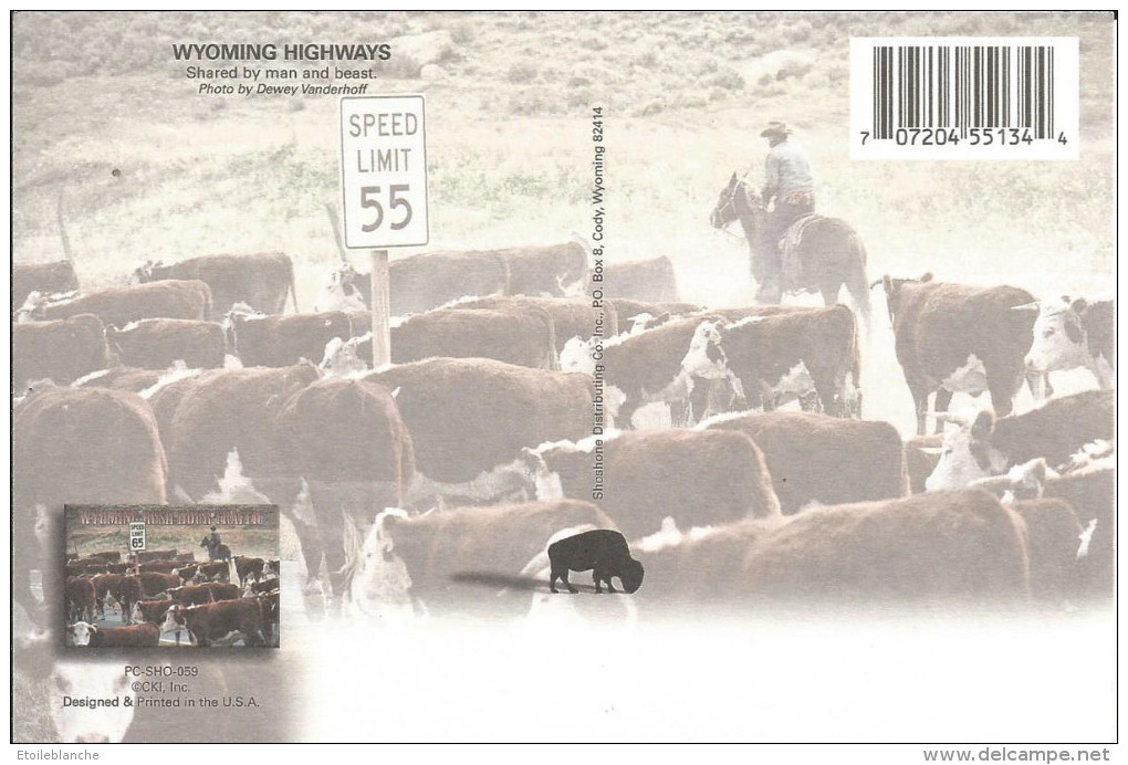 CPM USA, Wyoming, Rush Hour Traffic - Cow -boy, Road - Troupeau Sur La Route - Cody