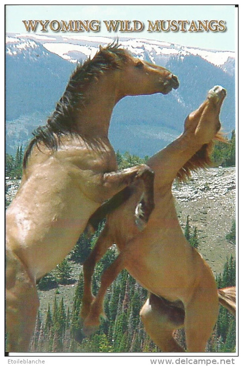 USA Wyoming - Wild Mustangs - Chevaux Sauvages Qui S'affrontent - Autres & Non Classés