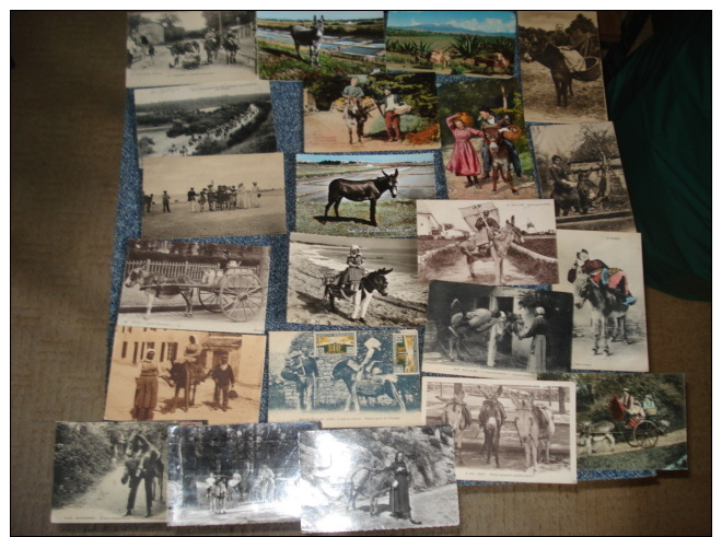 Lot De 22 Cartes Postales , Sur Le Theme Des Anes Voir Details - 5 - 99 Cartes