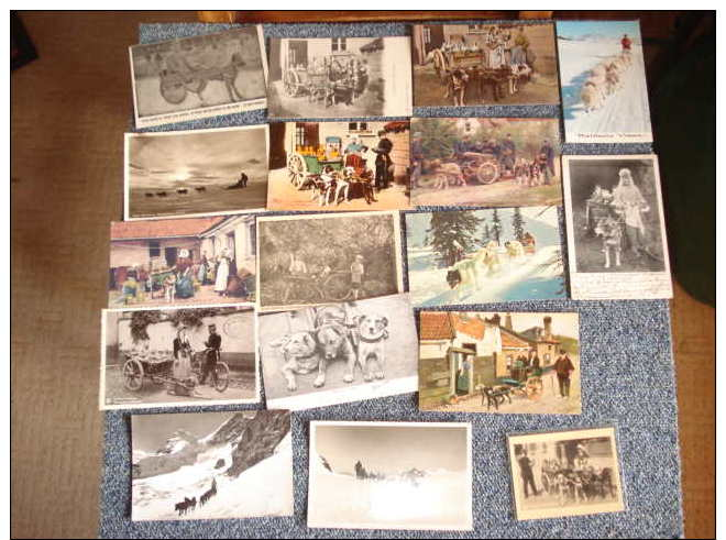 Lot De 16 Cartes Postales , Sur Le Theme Des Attelages De Chiens  Voir Details - 5 - 99 Cartes