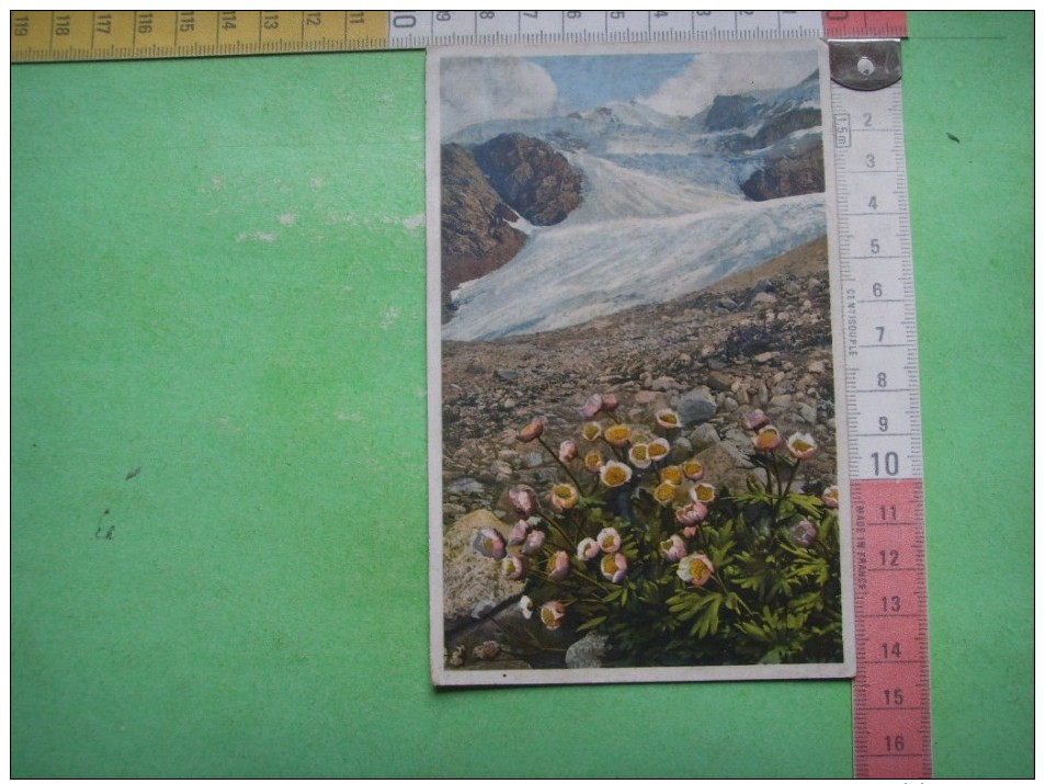 68) Ranunculus Glacialis Gletscher Hahnenfuss  : Recto , Verso - Altri & Non Classificati