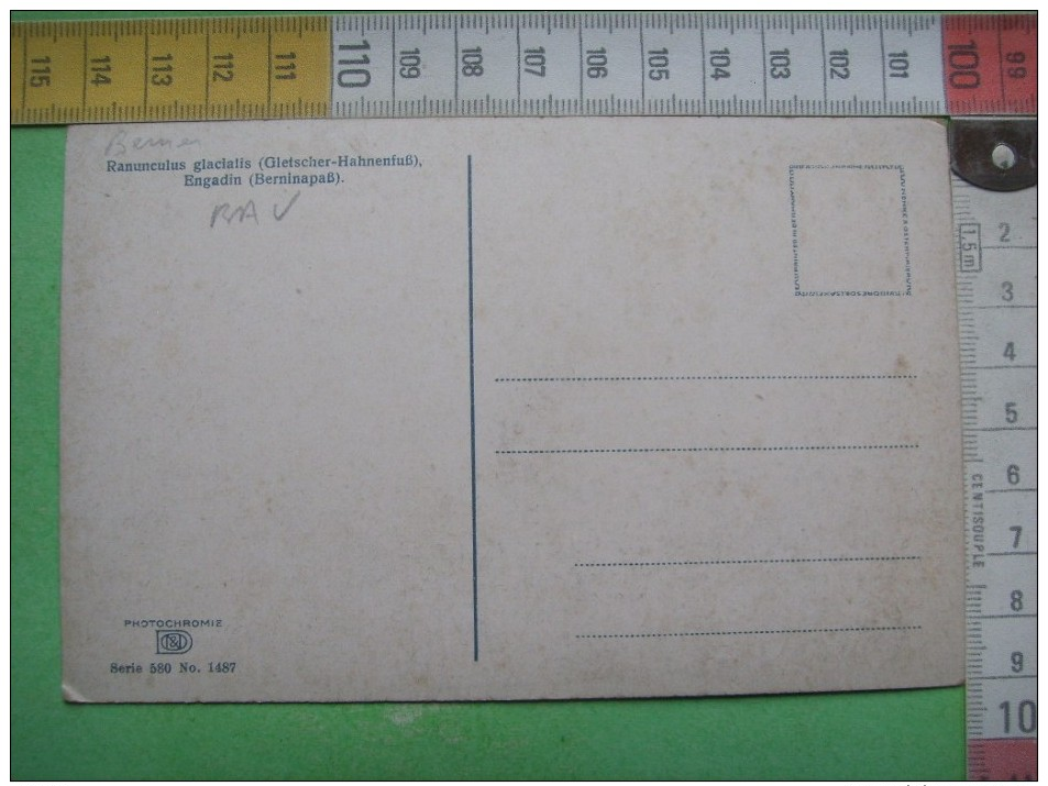 68) Ranunculus Glacialis Gletscher Hahnenfuss  : Recto , Verso - Altri & Non Classificati
