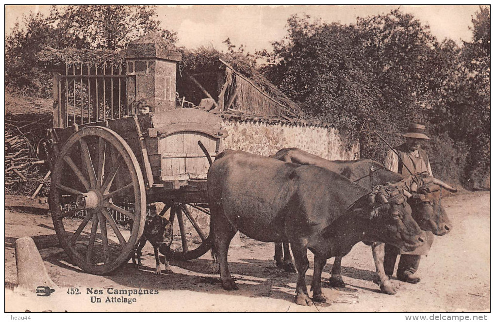 ¤¤  -  452   -   Agriculture   -  Nos Campagne  -  Attelage De Boeufs   -  ¤¤ - Attelages