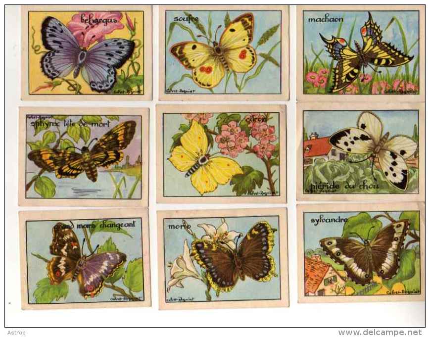 IMAGES BON POINT ECOLE Illustrateur CALVET ROGNIAT Lot De 14 (Papillons) - Other & Unclassified