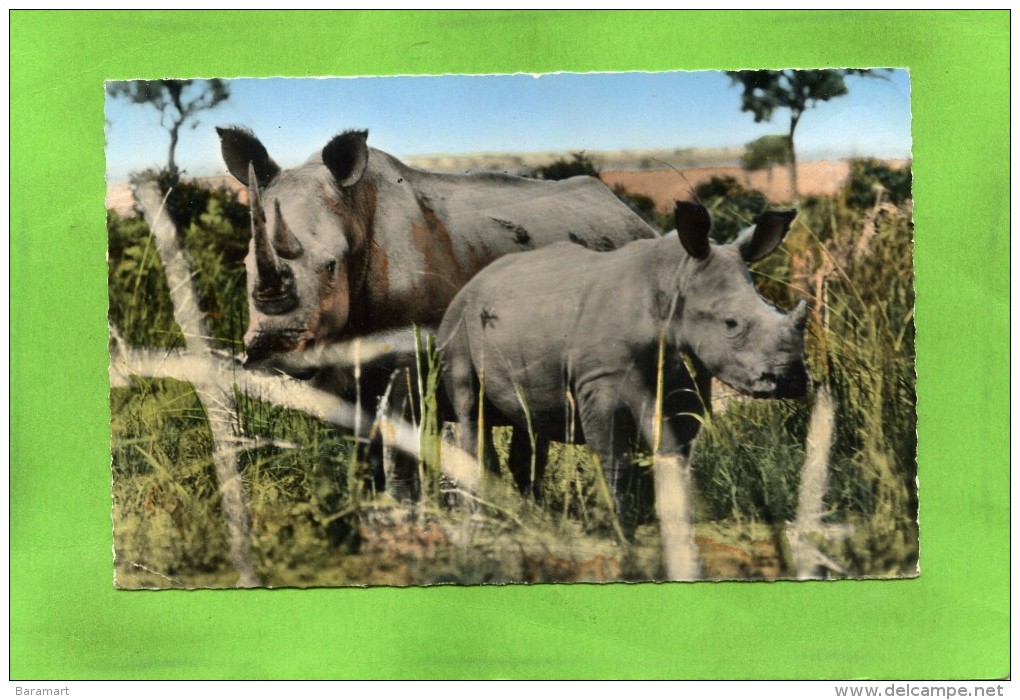 FAUNE AFRICAINE RHINOCEROS BLANCS - Rhinoceros