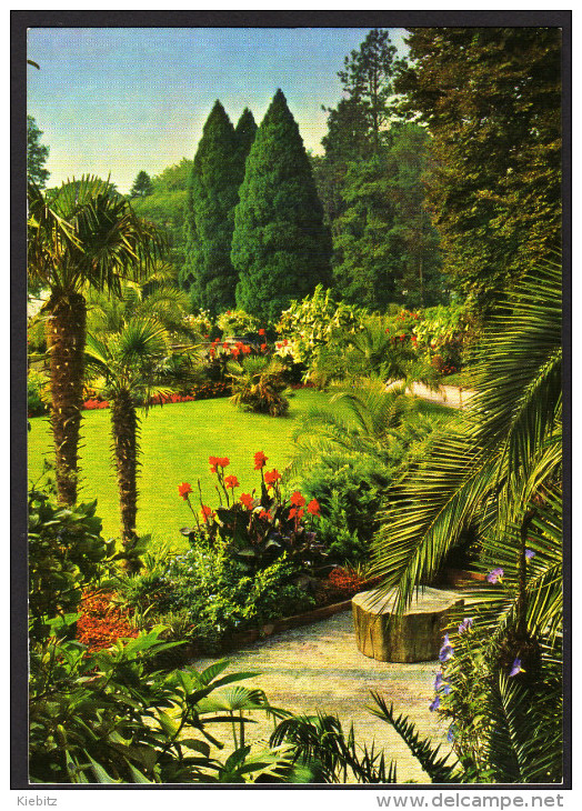 Insel Mainau Bodensee - Blick Vom Palmengarten In Den Park -  Gelaufen - Alberi