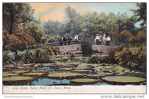 Lily Pond Como Park Saint Paul Minnesota - St Paul