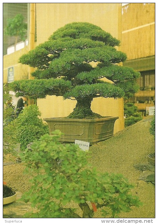 J-BONSAI-EUROFLORA 91 - Bomen