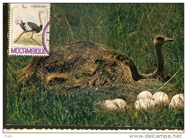 Mozambique & Postal Máximo, Aves De Moçambique, Avestruz  1981 (13) - Perdrix, Cailles