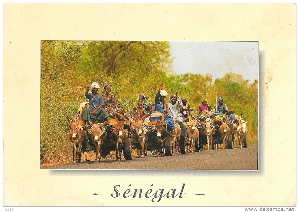 Sénégal - Transhumance Des éleveurs Peulh - "Collection Masques" - Photo Maurice Ascani - Carte Non Circulée - Senegal