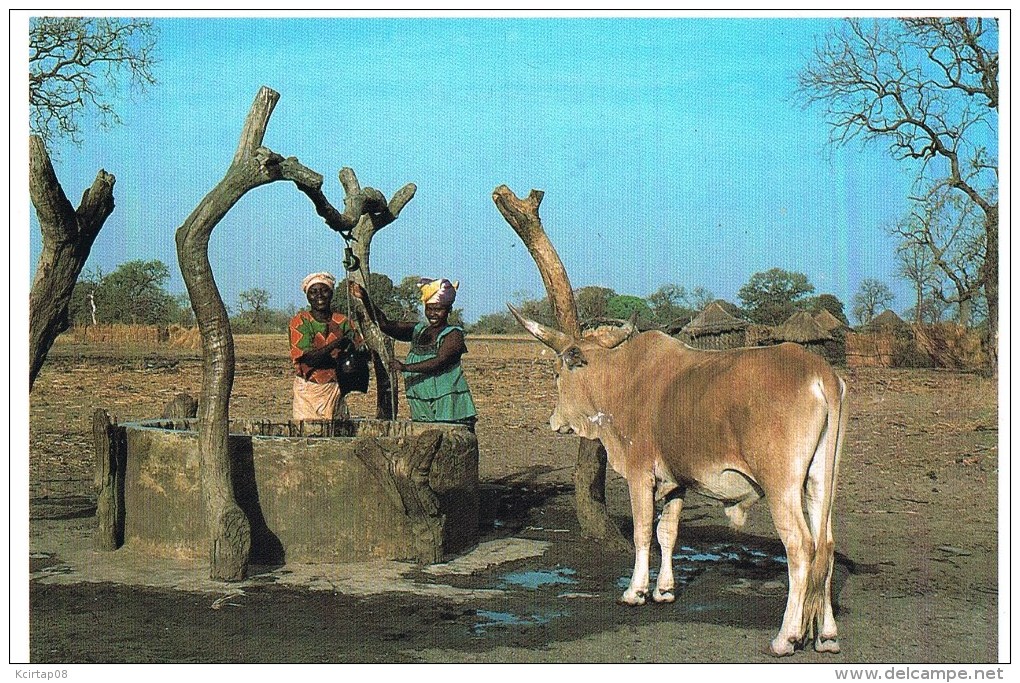 Scéne De La Vie Traditionnelle . - Sénégal