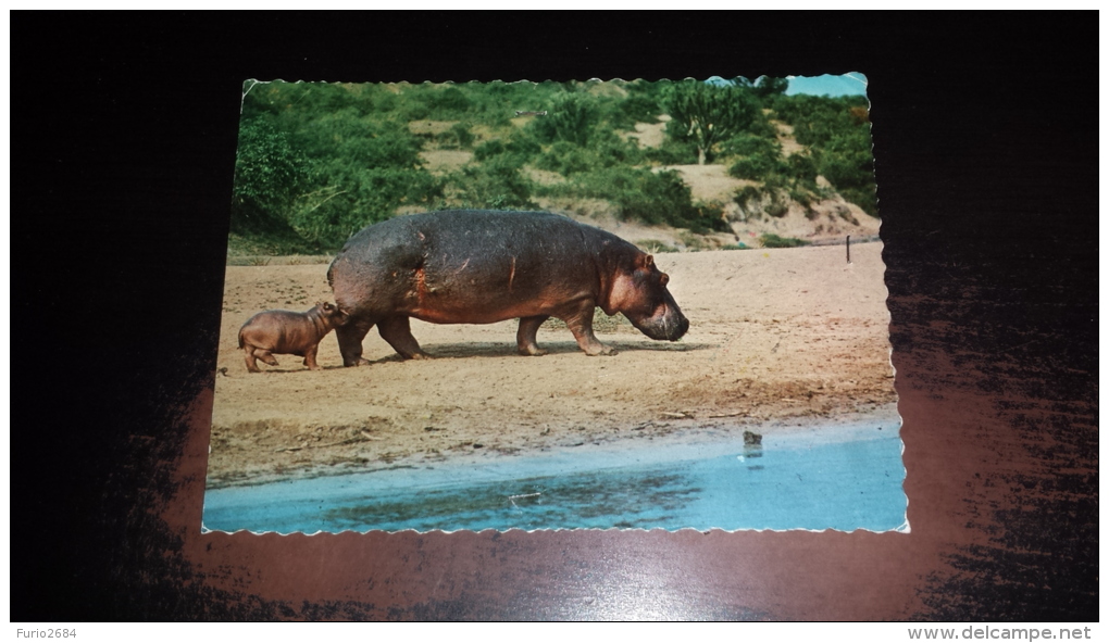 C-41656 AFRICAN WILDLIFE HIPPO AND BABY IPPOPOTAMO - Flusspferde
