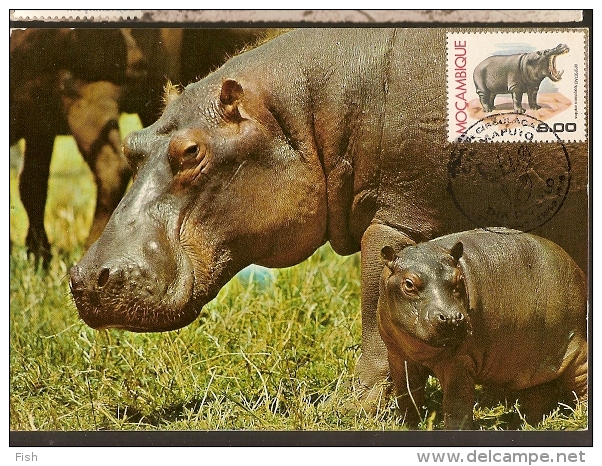 Moçambique & Postal Máximo, Animais Protegidos Hipopótamo 1981 (6) - Hippopotames