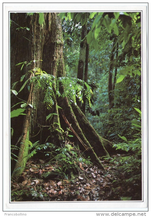 MALAYSIA - SARAWAK FOREST / BORNEO - Malesia