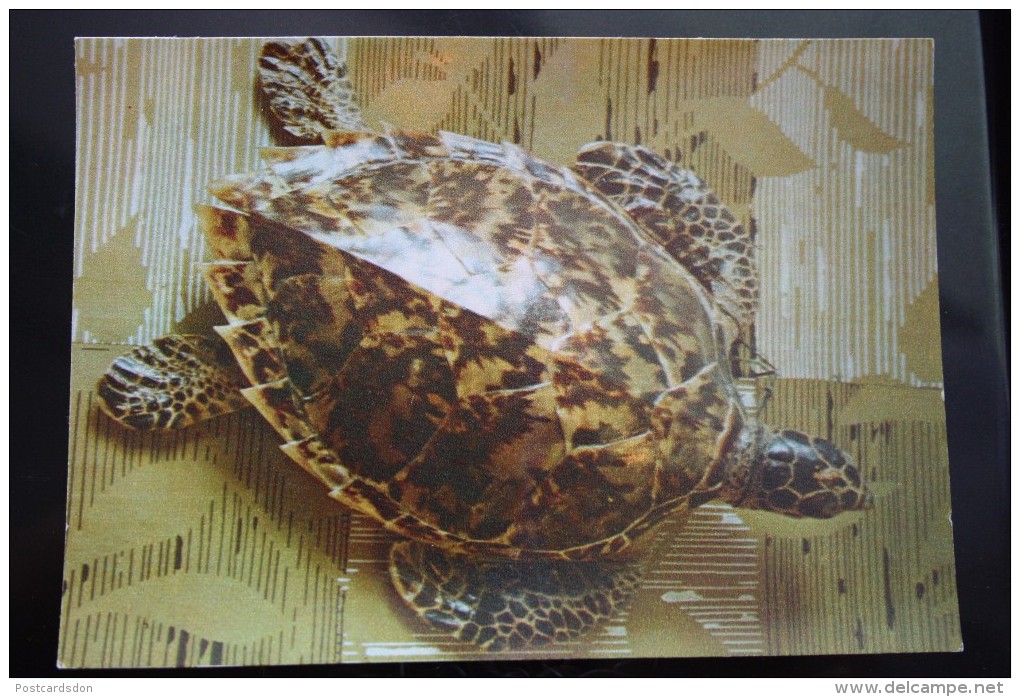 TURTLE - Testudo  - Eretmochelya Imbricata -soviet Postcard - Old PC - Tortue 1975 - Schildkröten