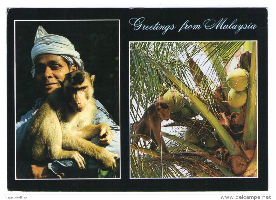 GREETINGS FROM MALAYSIA / KELANTAN / MONKEY - Malesia