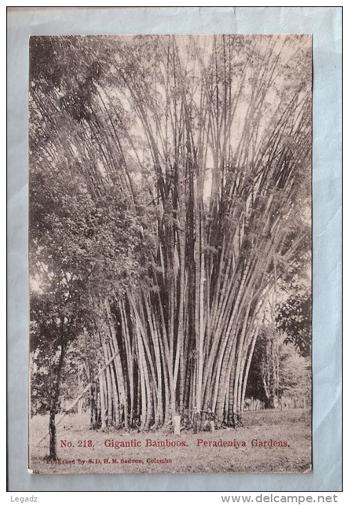 CPA - Colombo (Sri Lanka) - 218. Gigantic Bamboos - Peradeniya Gardens - Sri Lanka (Ceylon)