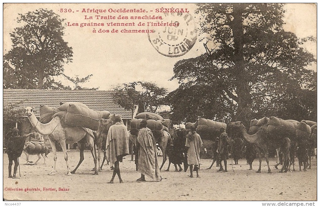 Cpa Senegal La Traite Des A Dos De Chameaux Arachides - Senegal