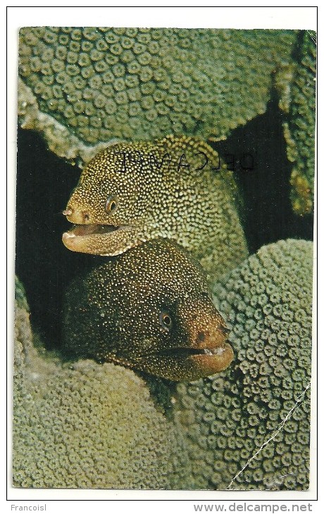 Murène. Iles Caïman. Photo J. Greenberg 1972 - Fish & Shellfish