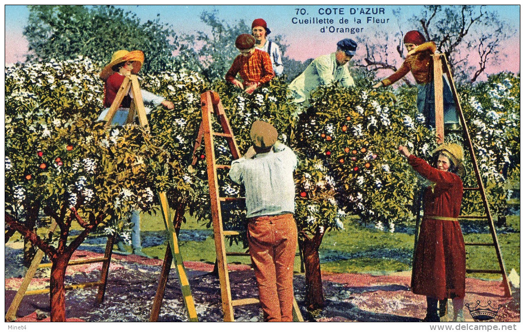 CUEILLETTE DE LA FLEUR D'ORANGER  SUR LA COTE D'azur - Árboles