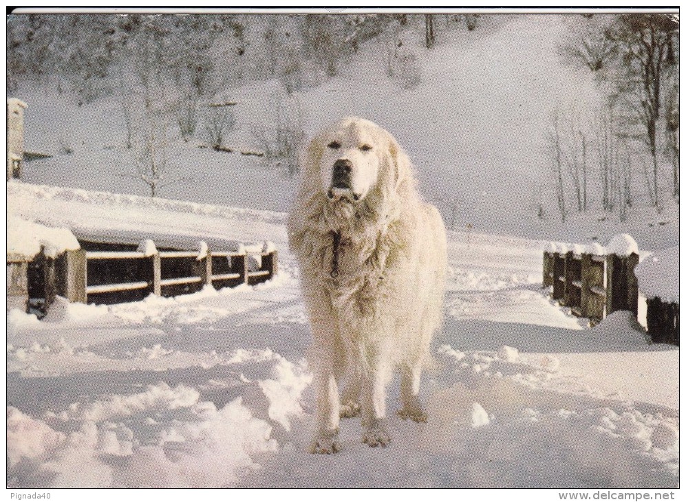 Cp , ANIMAUX , BAREGES , Alt. 1300 M. , Chiens Des Pyrénées - Chiens