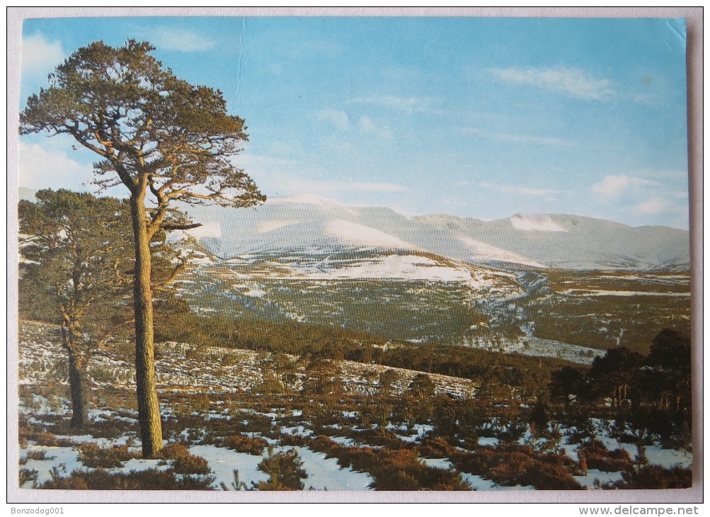 CAIRNGORMS IN WINTER FROM GLENMORE FOREST, SCOTLAND. POSTED 1979 - Inverness-shire