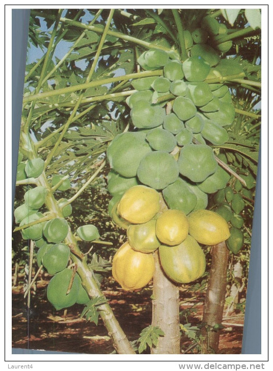 (876) Australia - Pawpaw Tree - Bomen