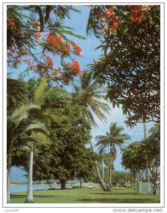 (876) Australia - Cairn Esplanade Palm Tree - Bäume