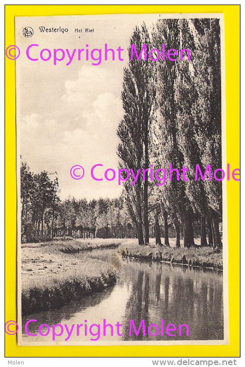 Rare HET RIET Te WESTERLOO = WESTERLO Uitg A Geerts-Berghmans Foto P Notelteirs * Iets Bijgeknipt 3793 - Westerlo