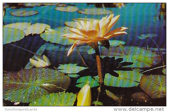 Water Lily Lakeside Park Fort Wayne Indiana - Fort Wayne