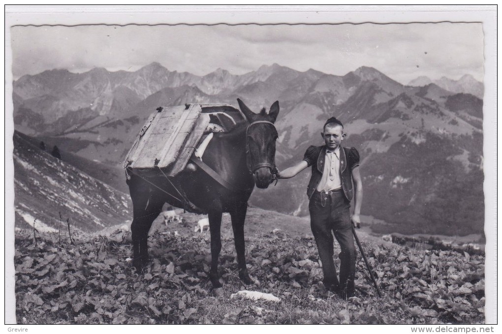 Muletier De La Gruyère, Transport De Fromages / Käse-Transport Mit Maultier / - Autres & Non Classés