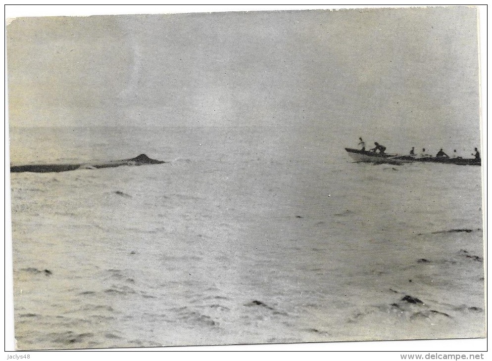 PECHE A LA BALEINE Aux ACORES Baleinière Et Cachalot Pret à être Harponné   - Carte Photo Ruspoli RARE - Pêche