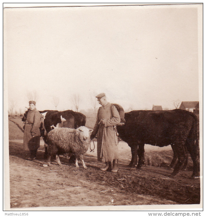 Photo Juin 1918 Soldats Allemands Avec Un Mouton Et Des Vaches (A113, Ww1, Wk 1) - Guerre 1914-18