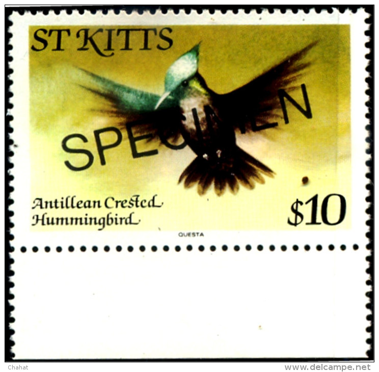 BIRDS-ANTILLEAN CRESTED HUMMINGBIRDS-SPECIMEN-St KITTS-$10-MNH-SCARCE-B8-54 - Colibris