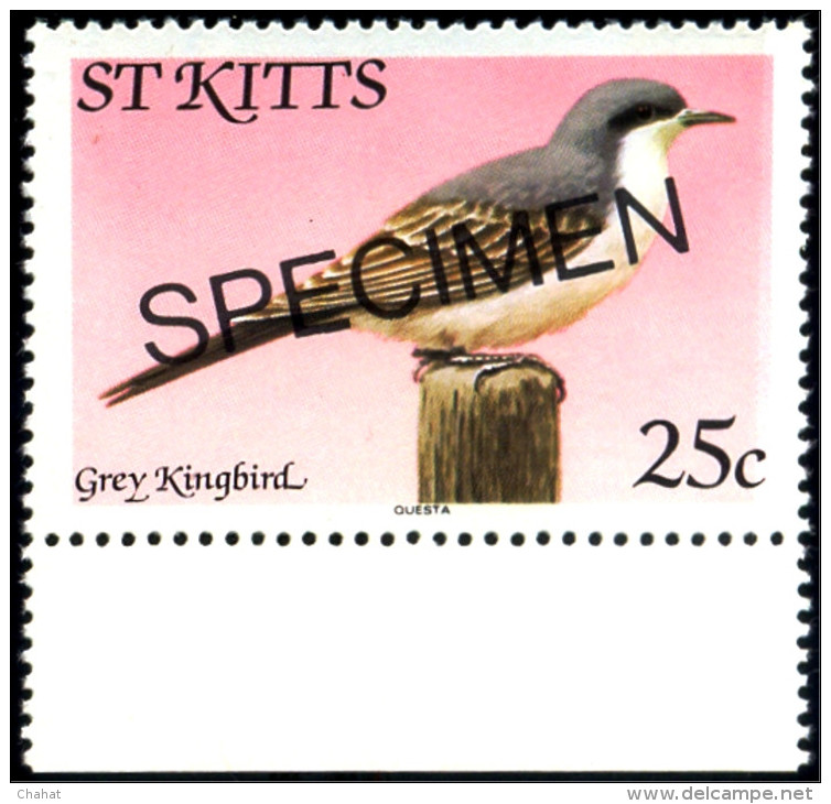 BIRDS-GREY KINGBIRD-SPECIMEN-St KITTS-MNH-SCARCE-B8-54 - Piciformes (pájaros Carpinteros)