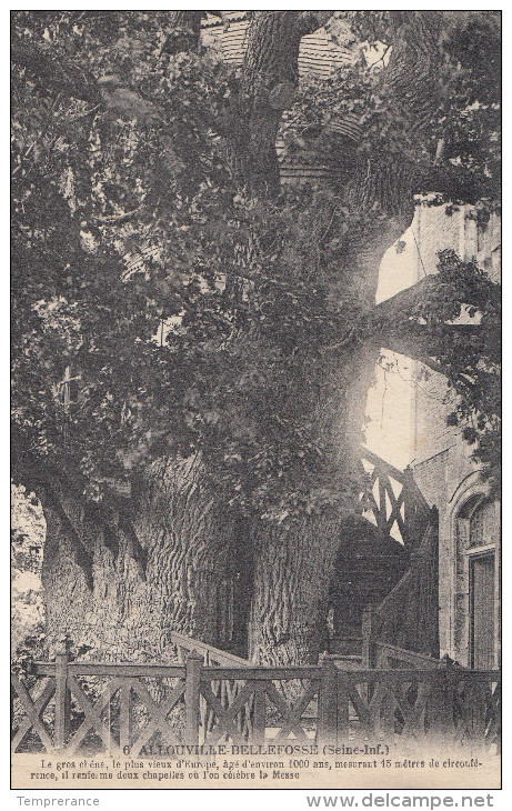 76 ALLOUVILLE BELLEFOSSE LE Gros Chêne Cet Arbre Agé De 1000 Ans Et Renferme 2 Chapelles Neuve - Allouville-Bellefosse