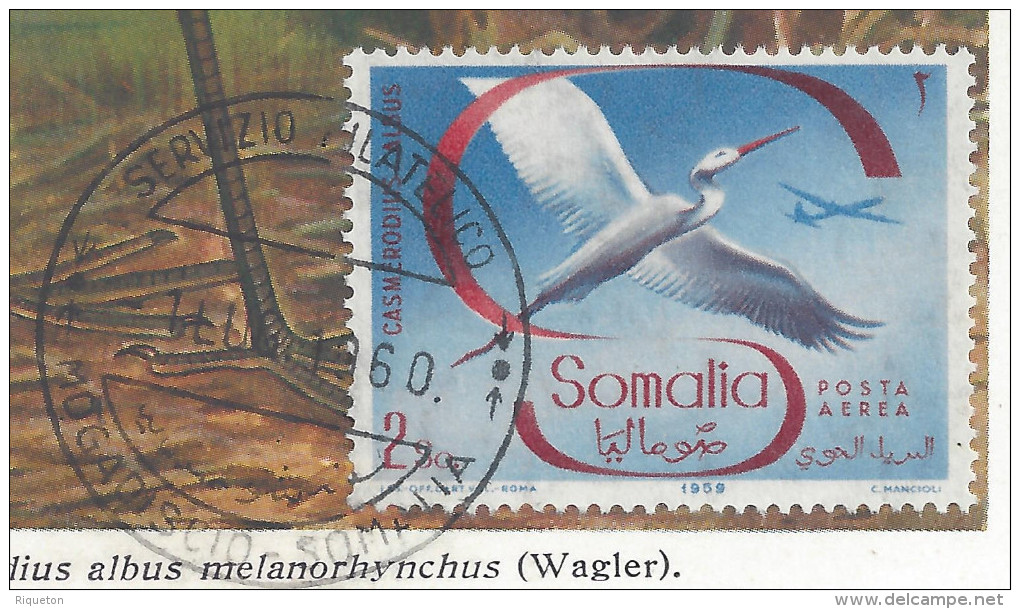 CARTE POSTALE I.R.S.N. DE BELGIQUE - CARTE POSTALE THEME OISEAUX " AIGRETTE " - - Somalie (1960-...)